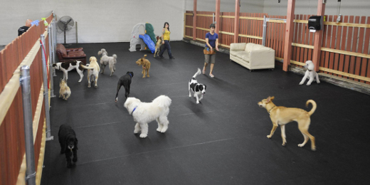 dog daycare